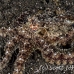 octopus_v_white_ta_hsb_r_h_0167_kom5154.jpg